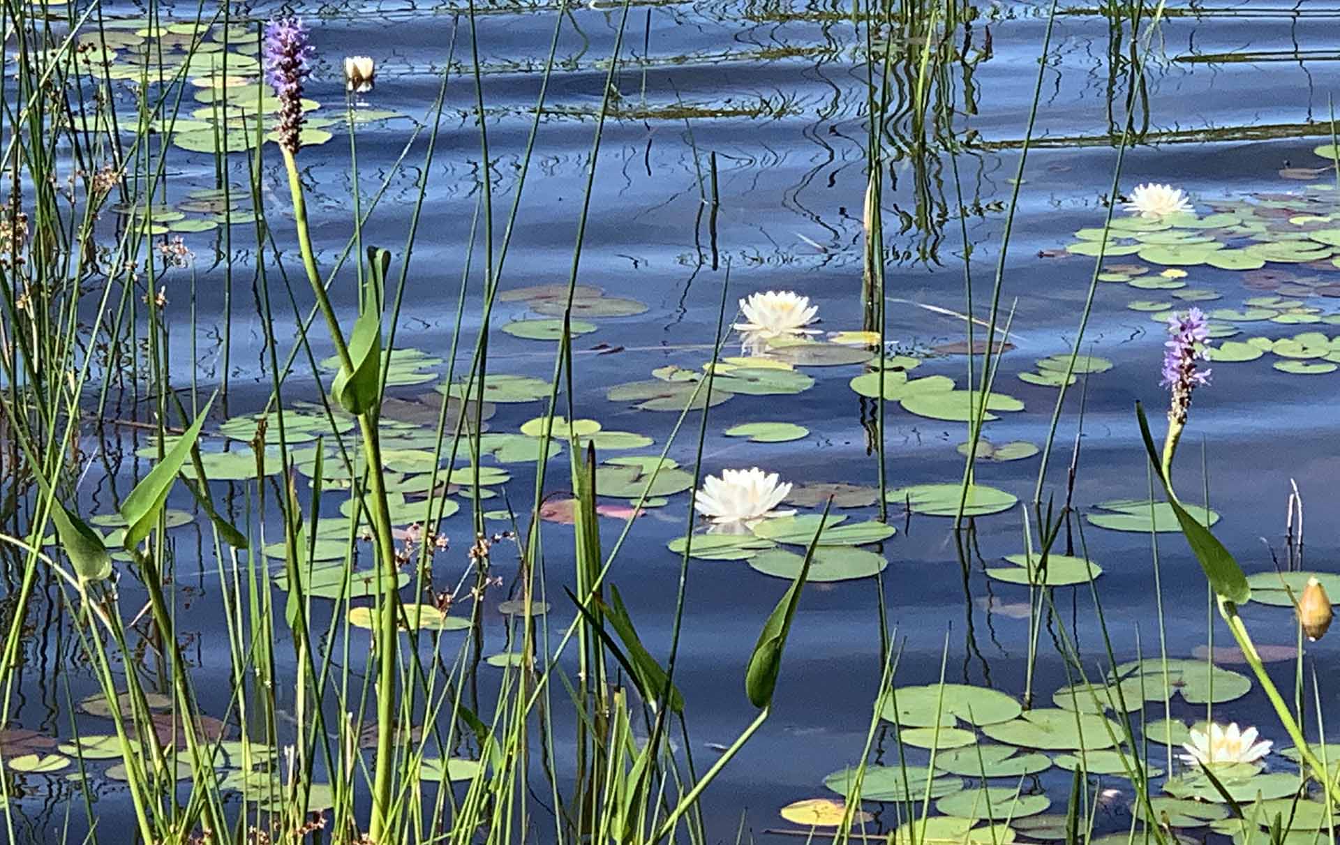 Lily pad pond